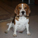 Beagle in Erwartung der Welpen